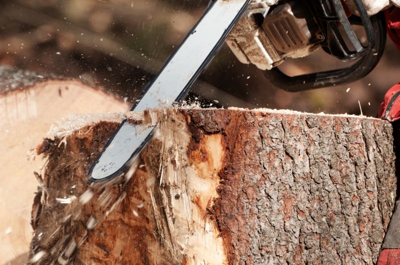 Dead Tree Removal in San Jose, CA