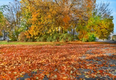 Leaves Being Mulched