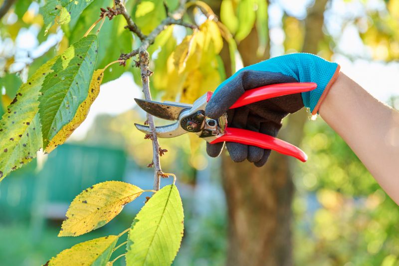 Magnolia Tree Pruning in Reno, NV