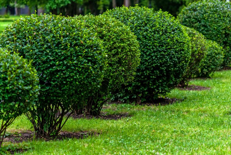 Healthy Pruned Bushes