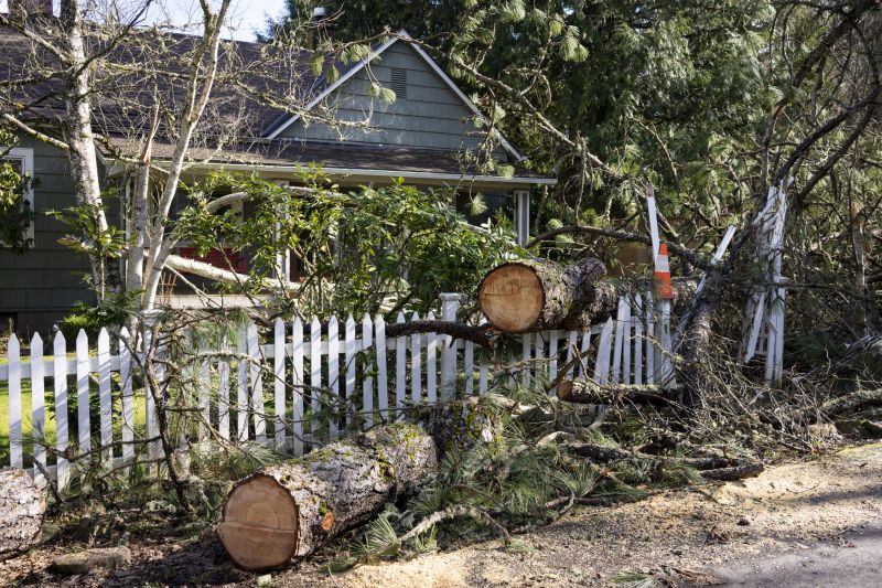 Tree Limbs Removal in Allentown, PA