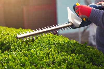 Improve The Look and Health of Your Bushes